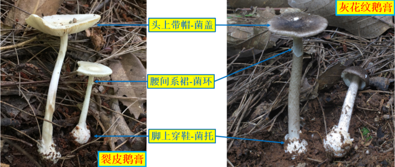 灰花纹鹅膏与裂皮鹅膏的特征。资料图片