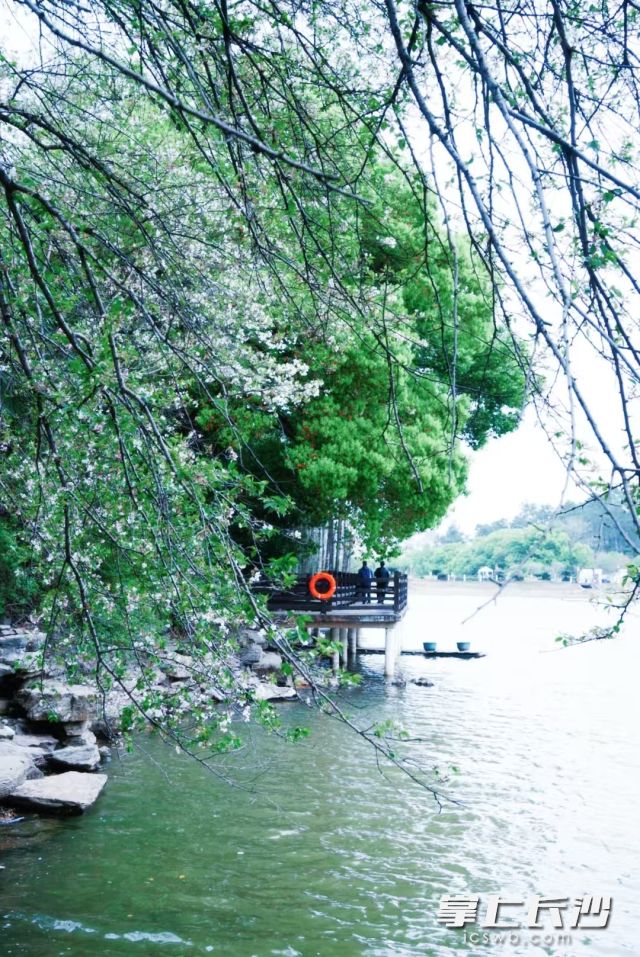 清明假期第一天,白天最高气温冲到26℃左右。 长沙晚报全媒体记者 舒元臻 摄 清明假期第一天,白天最高气温冲到26℃左右。 长沙晚报全媒体记者 舒元臻 摄