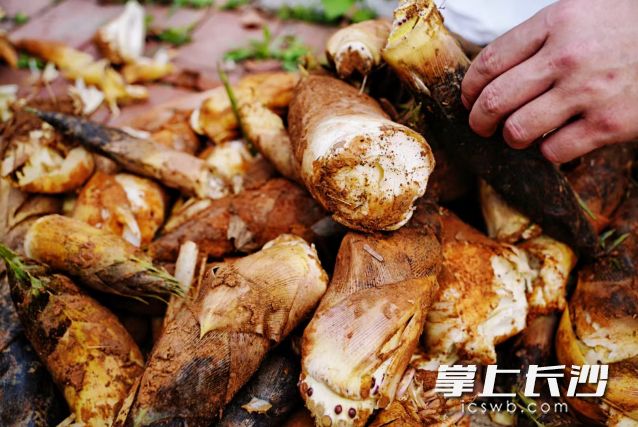 清明踏青寻春意,山间挖笋正当时。 长沙晚报全媒体记者 舒元臻 摄 清明踏青寻春意,山间挖笋正当时。 长沙晚报全媒体记者 舒元臻 摄