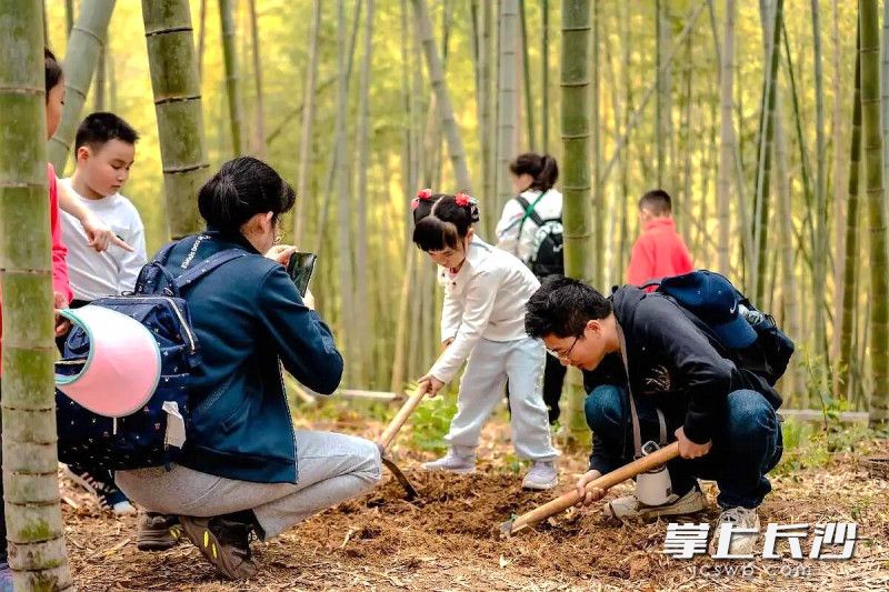 游客上山挖笋，笑称“最接地气”。均为长沙晚报全媒体记者 贺文兵 摄