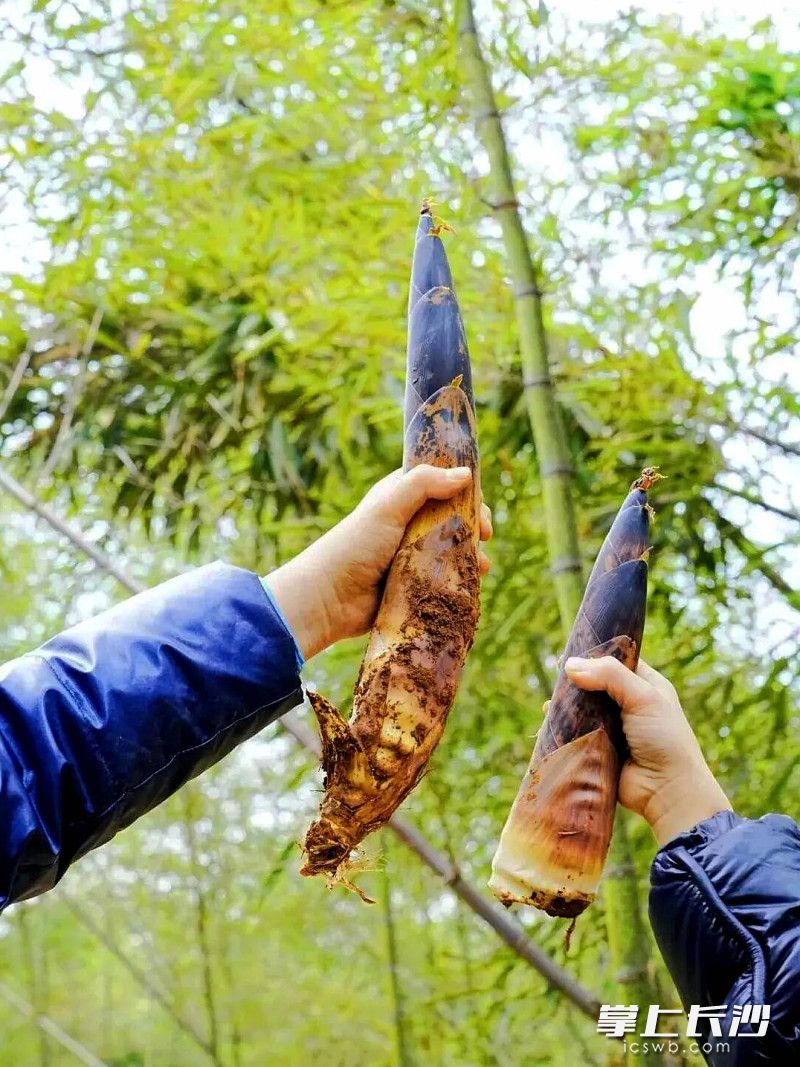 游客挖出两根春笋。