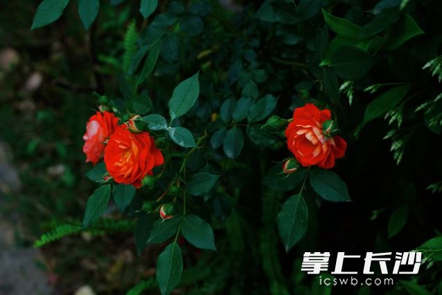 今日我们迎来了春季第五个节气“清明”。  长沙晚报全媒体记者 舒元臻 摄