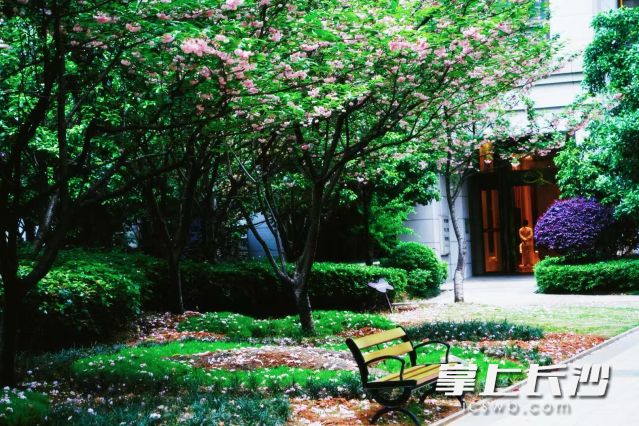 连绵的春雨滋润着星城的一草一木。  长沙晚报全媒体记者 舒元臻摄