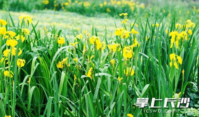 10日到11日将迎来一次较强降雨天气过程，市民出行务必多加防范。  长沙晚报全媒体记者 舒元臻 摄