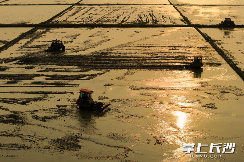 4月8日傍晚，在望城区湘江村，多台农机与挖机协同作业对稻田进行平整，为即将开展的机械化春插作业做准备。 均为长沙晚报全媒体首席记者黄启晴摄