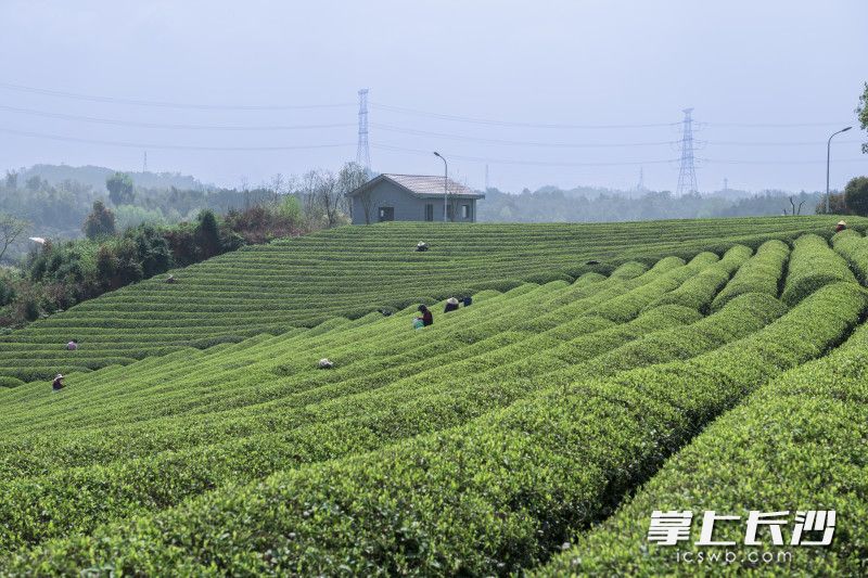 2026年以来,高桥镇茶园已接待研学团队和游客超5000人次。通过盘活闲置资产,这里将茶文化体验、生态观光与研学实践深度融合。 星沙时报记者 刘思源 摄 2026年以来,高桥镇茶园已接待研学团队和游客超5000人次。通过盘活闲置资产,这里将茶文化体验、生态观光与研学实践深度融合。 星沙时报记者 刘思源 摄