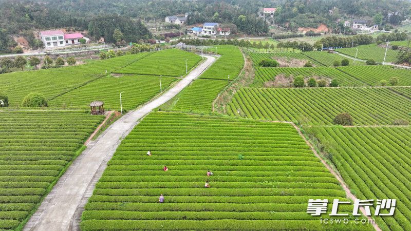 开慧镇光耀有机茶园坚守传统,茶树采用有机培育,除草、松土、采摘等作业均保持纯手工,确保茶叶的天然本真高品质。 长沙晚报全媒体记者 王志伟 摄 开慧镇光耀有机茶园坚守传统,茶树采用有机培育,除草、松土、采摘等作业均保持纯手工,确保茶叶的天然本真高品质。 长沙晚报全媒体记者 王志伟 摄