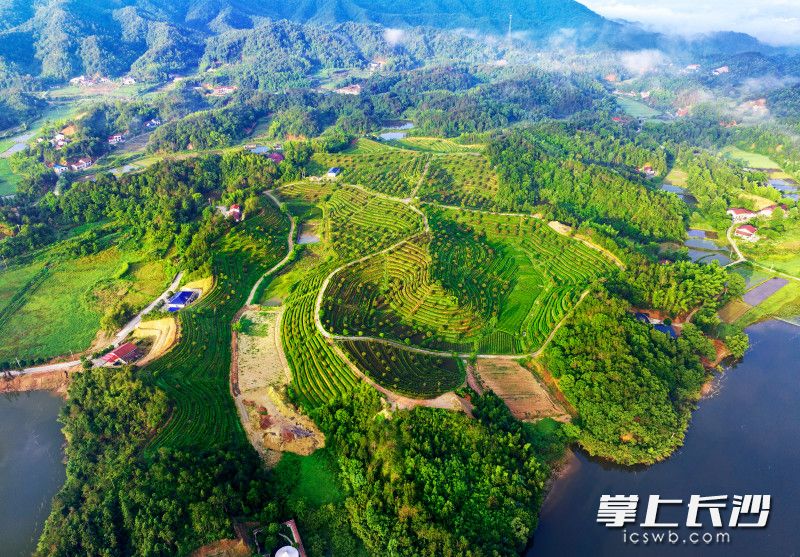 金井镇现有茶园可采摘面积48000余亩,汇聚了湘丰、金井两大国家级农业产业化龙头企业,全镇共有5个茶叶加工单位。 长沙晚报通讯员 谢望东 摄 金井镇现有茶园可采摘面积48000余亩,汇聚了湘丰、金井两大国家级农业产业化龙头企业,全镇共有5个茶叶加工单位。 长沙晚报通讯员 谢望东 摄