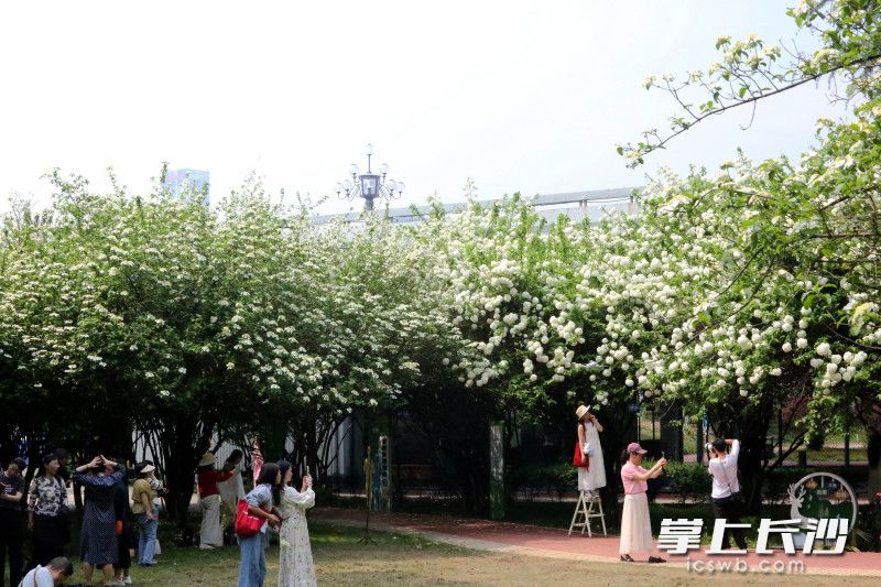 市民在赏花打卡。 均为长沙晚报全媒体记者贺文兵摄