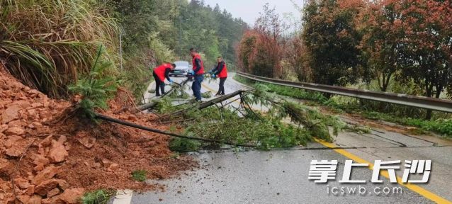 倒伏树木清理作业现场。 长沙晚报通讯员 张珊珊 供图