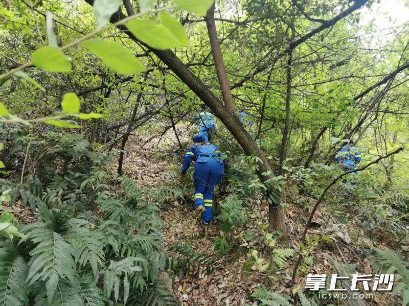 图为队员在山中进行搜寻。 均由长沙晚报通讯员 桂生 供图