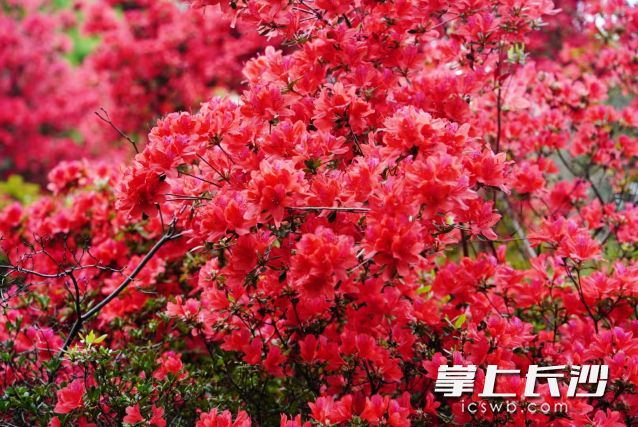 预计今年浏阳大围山杜鹃花观赏期较去年提前5天左右。   长沙晚报全媒体记者 舒元臻 摄