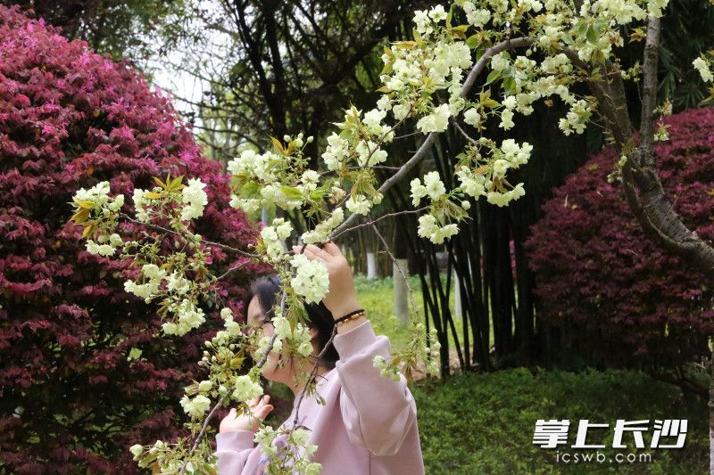 烈士公园，一女子将花枝攀了下来营造拍照效果。