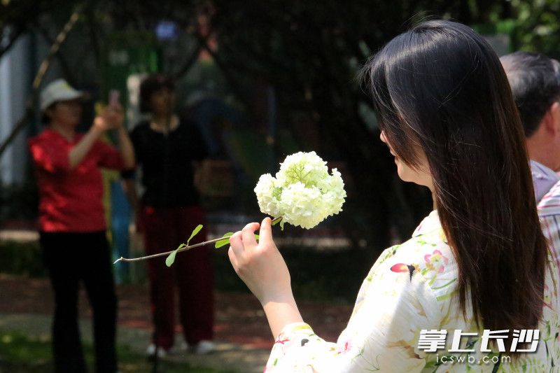 紫凤公园，一女子将绣球花枝折断拿在手里拍照。均为长沙晚报全媒体记者 贺文兵 摄