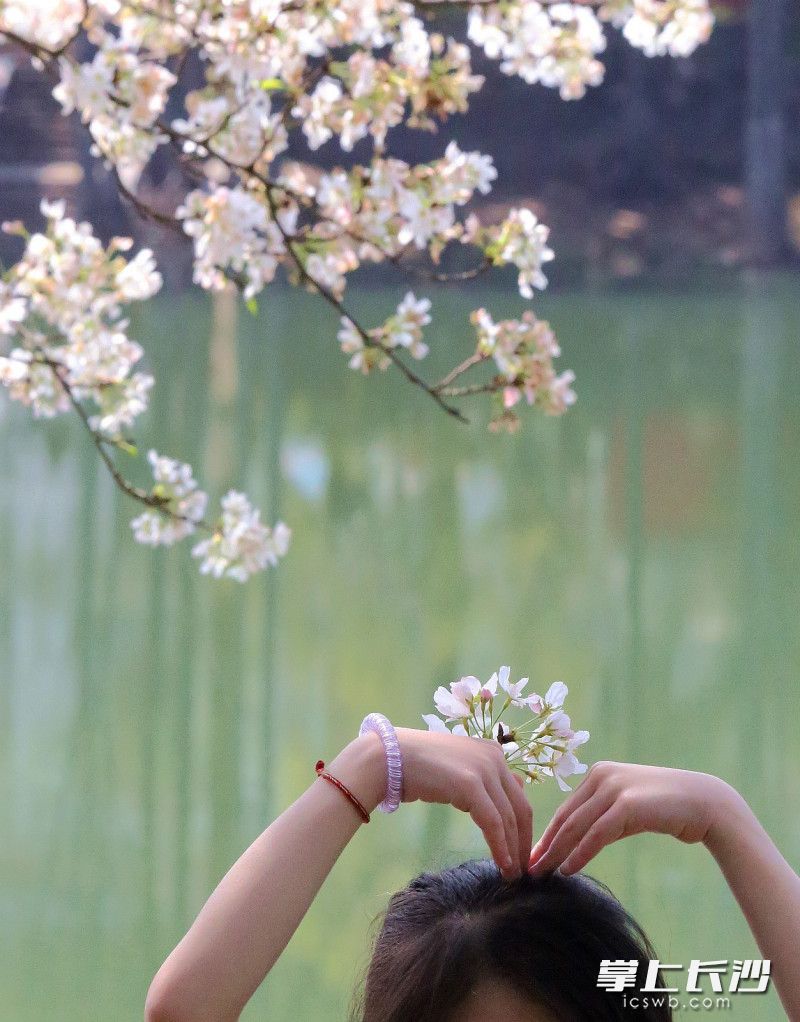 省植物园，一女子折花在打卡。