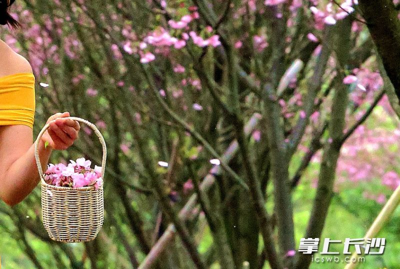 晚安樱花园，一女子提着篮子在摘花。