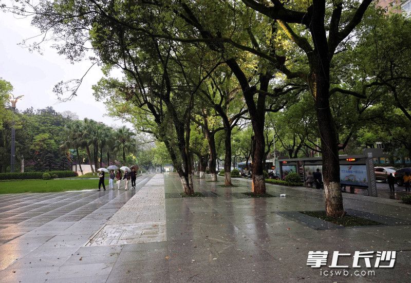 东方路烈士公园西门至省博物馆沿线原来的围墙已全部除。