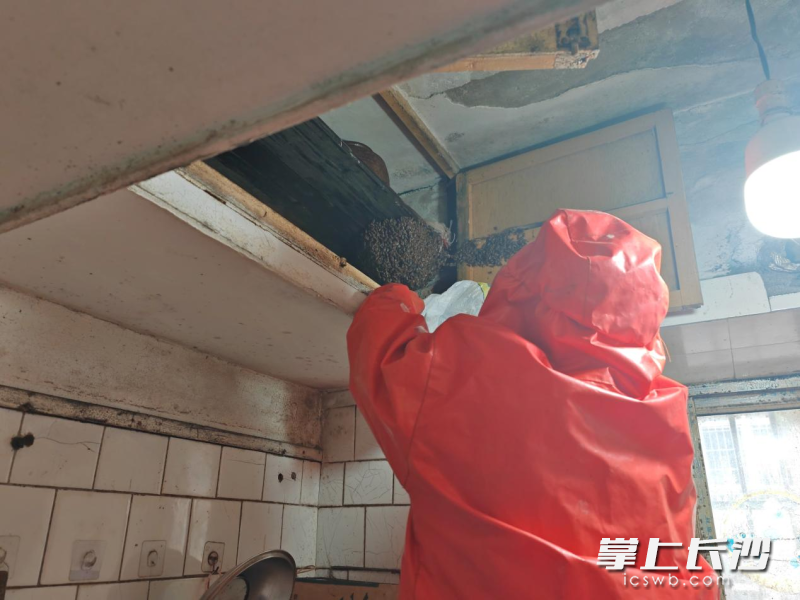 消防员正在摘除蜂窝。长沙晚报通讯员 曾发标 摄