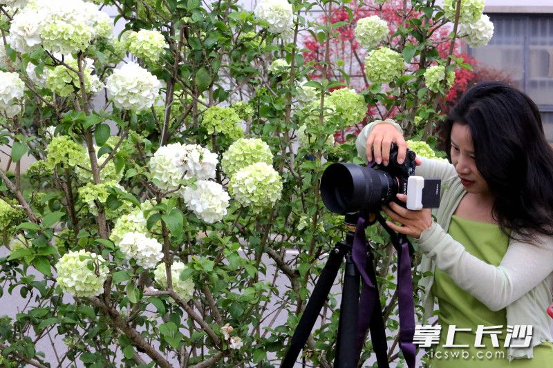 长沙高铁南站西广场的木绣球繁花满枝。