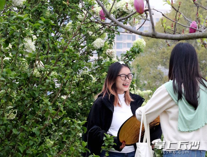 中南大学木绣球适合拍摄校园风写真。