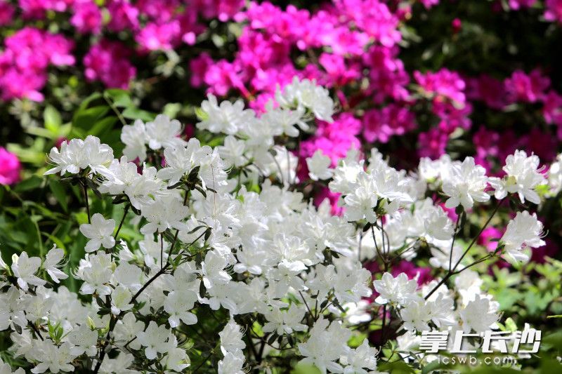 杜鹃红白相映。