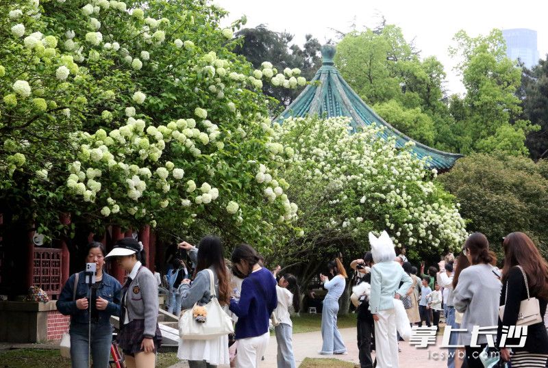 烈士公园的木绣球堪称春日“氛围感天花板”。均为长沙晚报全媒体记者 贺文兵 摄