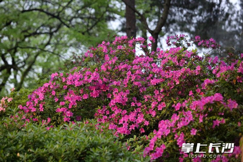 大红杜鹃花开正好。