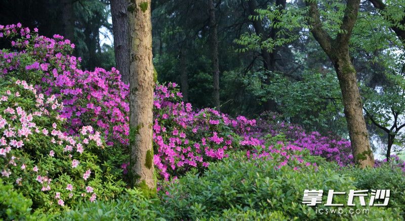 湖南烈士公园杜鹃花开正好，周末赏花打卡正当时。均为长沙晚报全媒体记者 贺文兵 摄