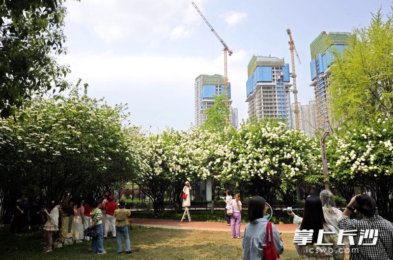 紫凤公园的木绣球花量密集、长势旺盛。