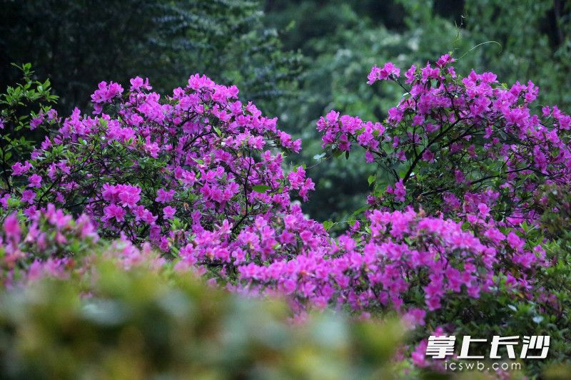 紫红杜鹃花开正艳。