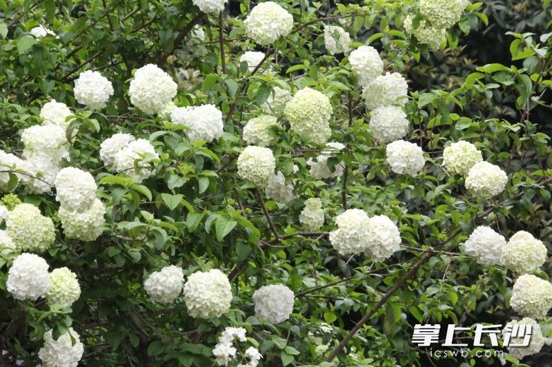 洁白花球缀满枝头。