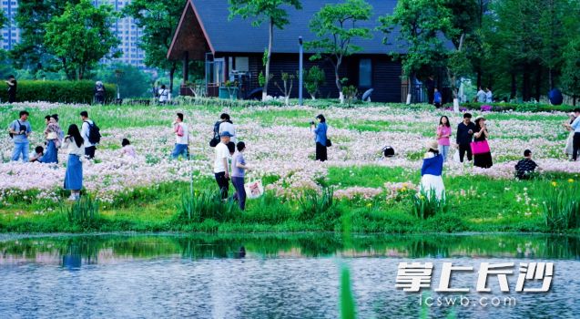 长沙街头尽显温柔惬意的初夏风情。  长沙晚报全媒体记者 舒元臻摄