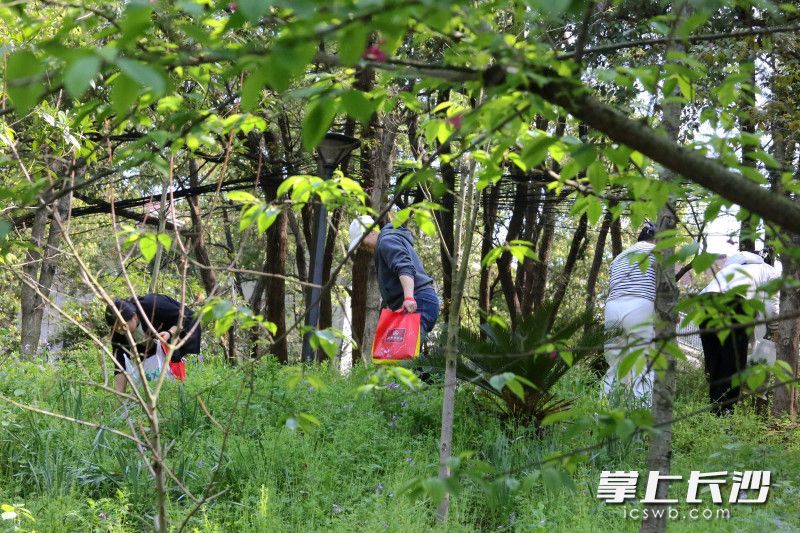 4月19日，省植物园的山坡上，聚集了不少采挖野菜的人。均为长沙晚报全媒体记者 贺文兵 摄