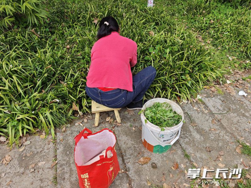 4月18日，有人在烈士公园采挖野菜。