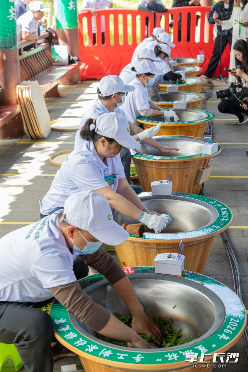 参赛选手们凝神聚力，精准把控温度与力度，将鲜叶慢慢塑形成茶。 均为通讯员供图