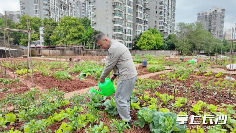 认养菜地的市民正在给蔬菜浇水。