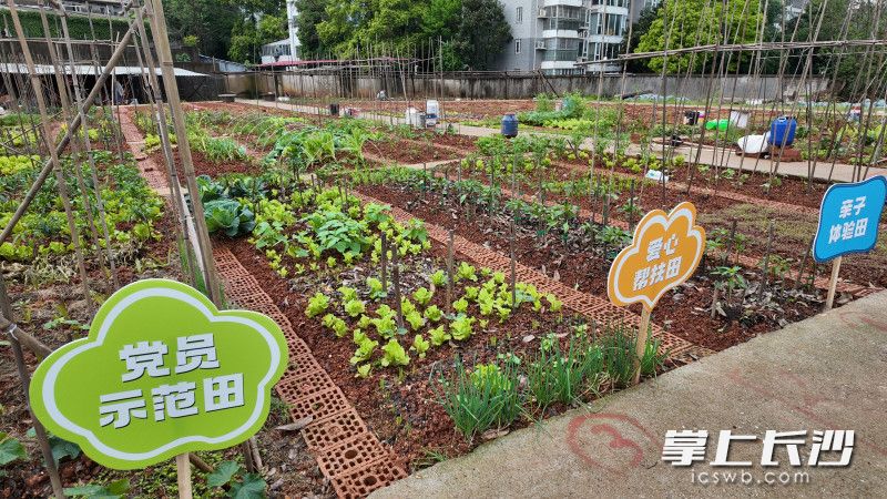 一块块10平方米左右的菜畦整齐排开，黄瓜攀着竹架往上窜，苋菜叶子紫红发亮，茄子和辣椒苗迎风轻摆，生菜挤挤挨挨铺了满地——郁郁葱葱，长势喜人。 均为全媒体记者 周游 实习生 李佳峰 摄影报道