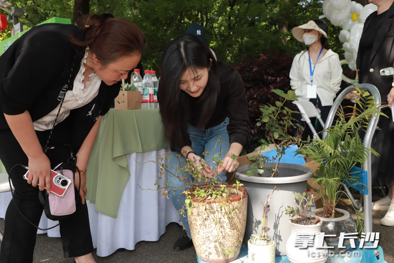 江女士（左）为植物问诊。均为长沙晚报全媒体记者 洪虹 通讯员 郑侯周楠 摄