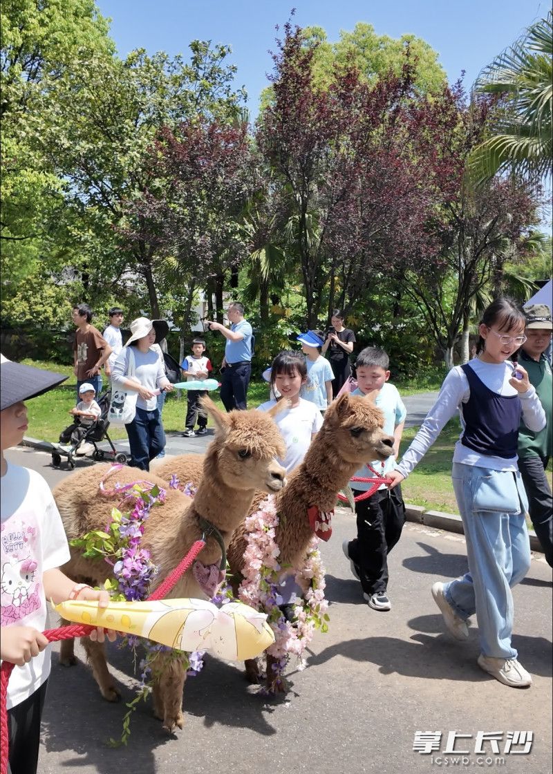 小朋友参加动物巡游。均为长沙晚报全媒体记者 洪虹 通讯员 谭思敏 摄