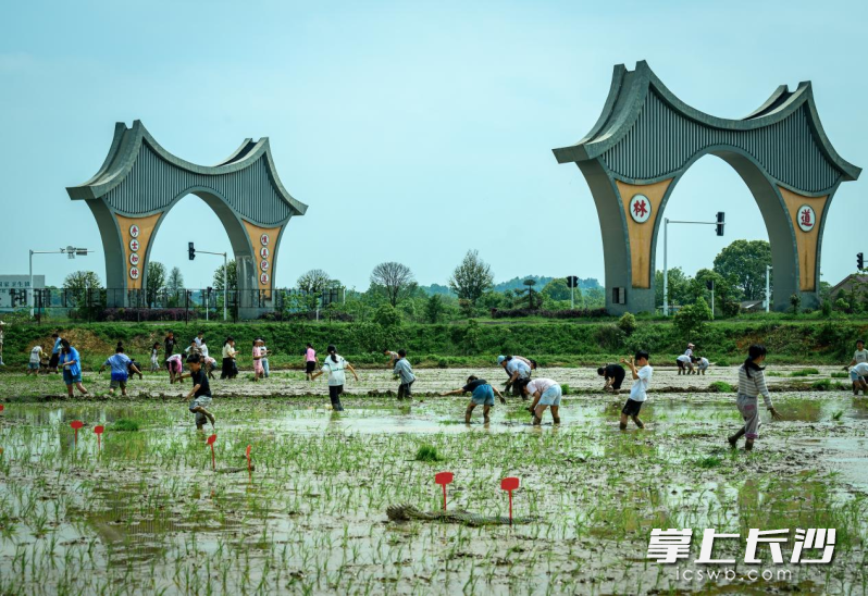 道林镇中心小学学生在先正达试验田插秧。长沙晚报全媒体记者 张禹 通讯员 焦湘平 摄影报道