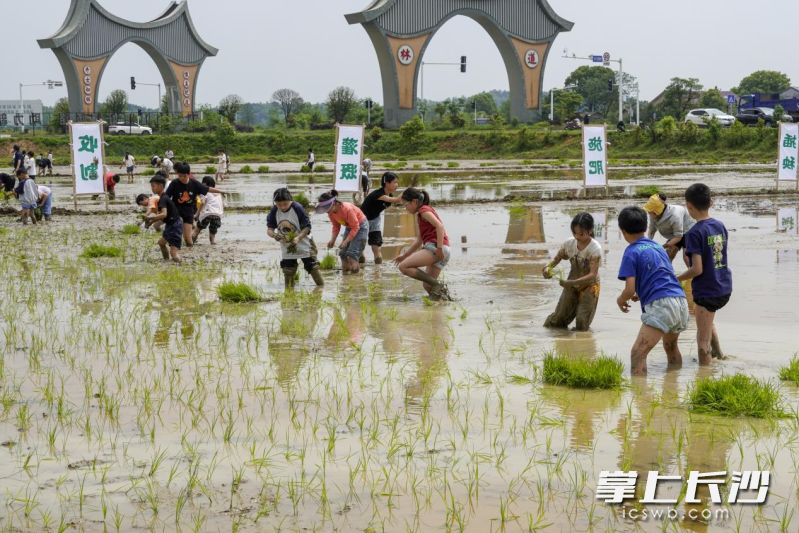 道林镇中心小学学生在先正达试验田插秧。长沙晚报全媒体记者 张禹 通讯员 黄亚芬 摄影报道