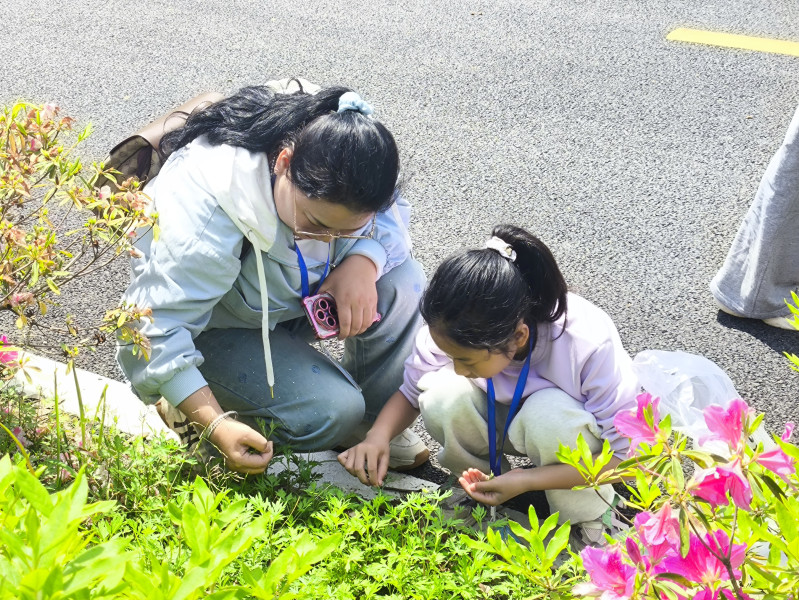 采摘鲜嫩清甜的茼蒿。