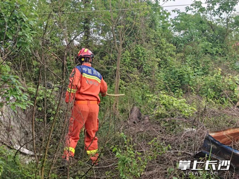 消防员驱赶黑猪回猪圈。 长沙晚报通讯员 王磊 摄