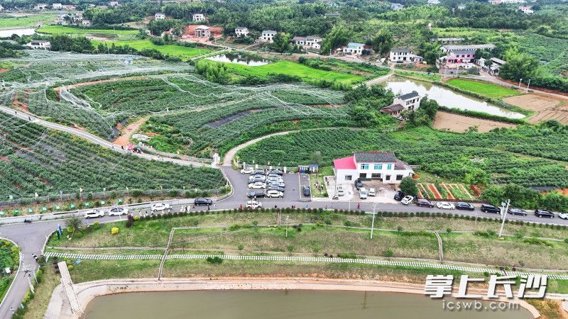 位于望城区茶亭镇的长沙智博蓝莓产业园，近日已迎来蓝莓采摘季。