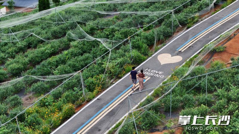 长沙智博蓝莓产业园。