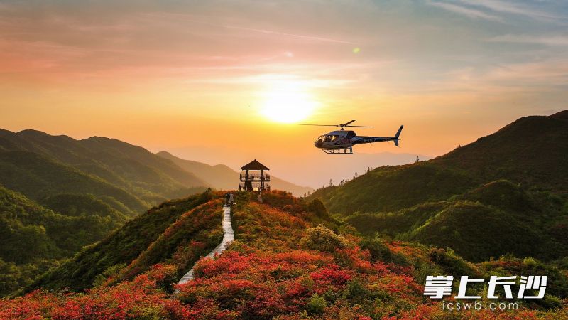 满山遍野的红杜鹃。长沙晚报通讯员 张沁 供图