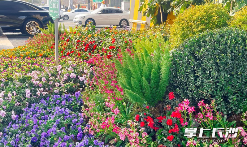 雨花区万家丽路沿线精心打造的“一路春花”主题花境 全面焕新亮相。 市城管局供图