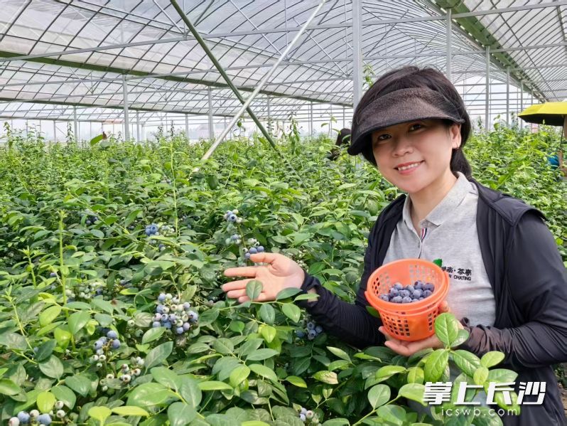 游客在蓝莓园内体验采摘乐趣。 均为长沙晚报通讯员刘浩宇供图