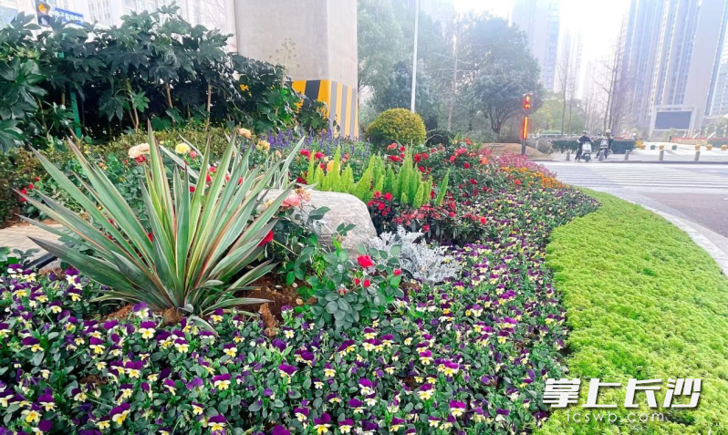 万家丽路从高架桥底到道路节点，从街角到匝道，处处繁花盛放。 市城管局供图