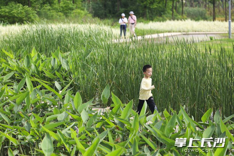 在大泽湖近自然湿地公园，跑跑跳跳也是不错的选择。